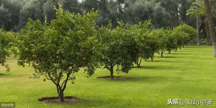 果园内常用的7种除草方法和2种生草方法，你认为哪种效果好？