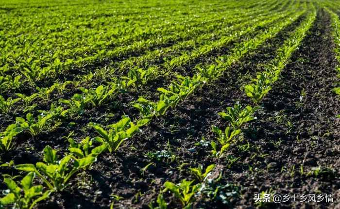 农田除草不必用除草剂，这5种方法既省时省力又环保，除草效果好